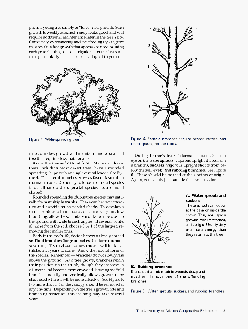 Pruning Deciduous03